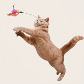 Cat Collar Toy